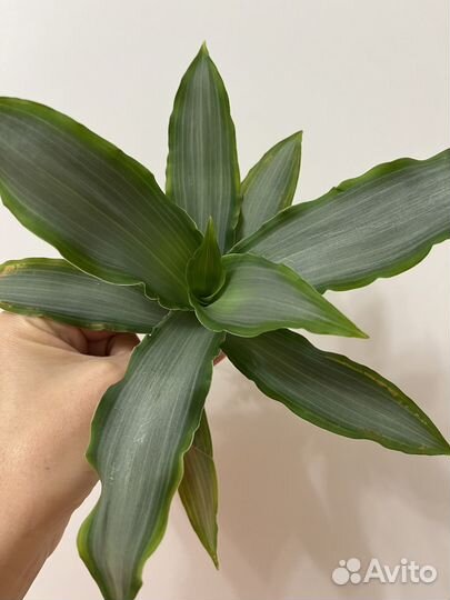 Комнатный цветок (черенок с корнями)