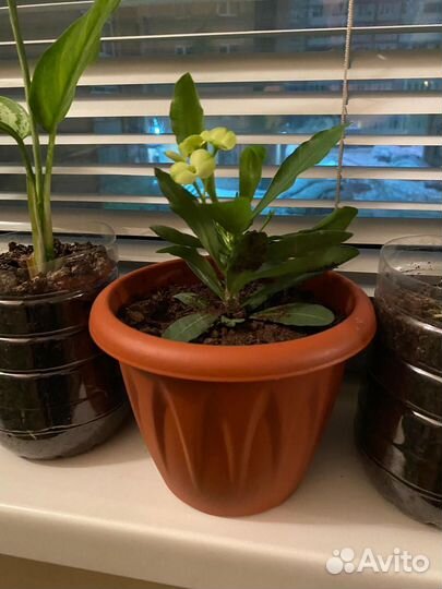 Жёлтый молочай