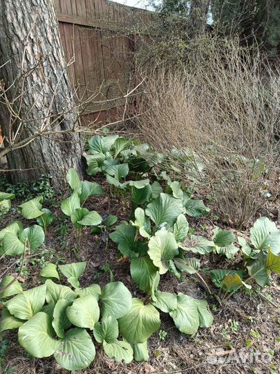 Барвинок, бадан