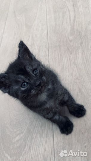 Кошка табби