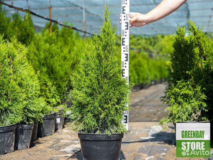 Туя смарагд 0,8 м свежая копка 2023