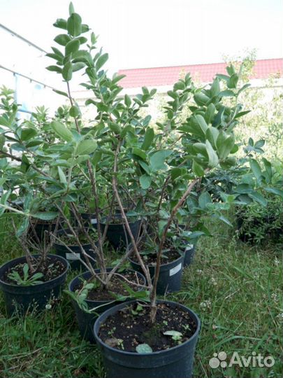 Саженцы жимолости Зимородок