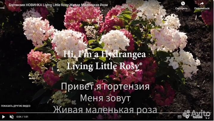 Новинка 2023 г. Гортензия метельчатая Литтл Рози