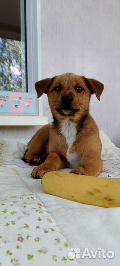 Собака в добрые руки щенок