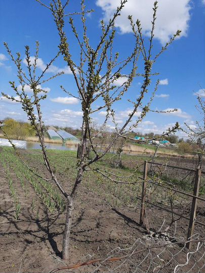 Дом 85 м² на участке 25 сот.