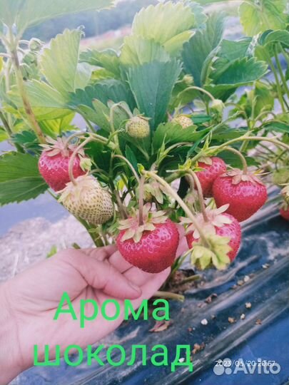 Клубника рассада более 215 сортов