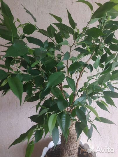 Фикус Бенджамина, сорт Грин кинки