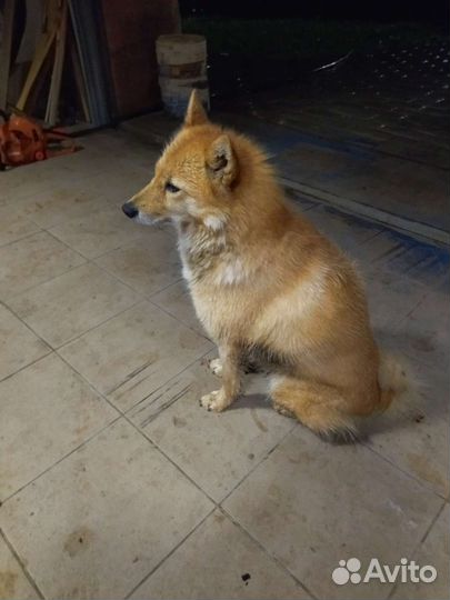 Собаки бесплатно пльерялась