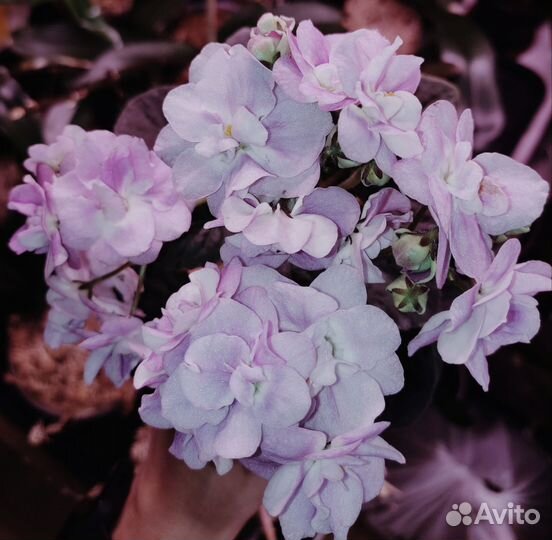 Фиалка Ле -Лилия