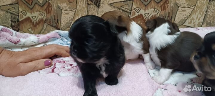 Чихуашечки