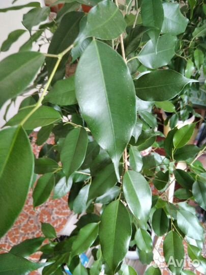 Фикус бенджамина, фикус кинки, замиокулькас