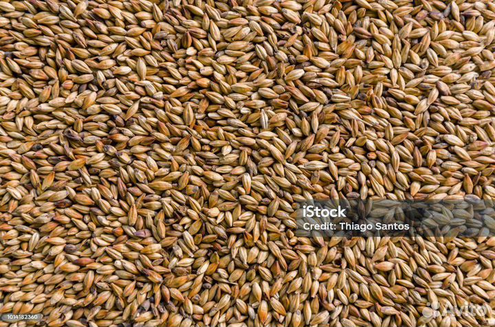 Продаю Ячмень и пшеницу