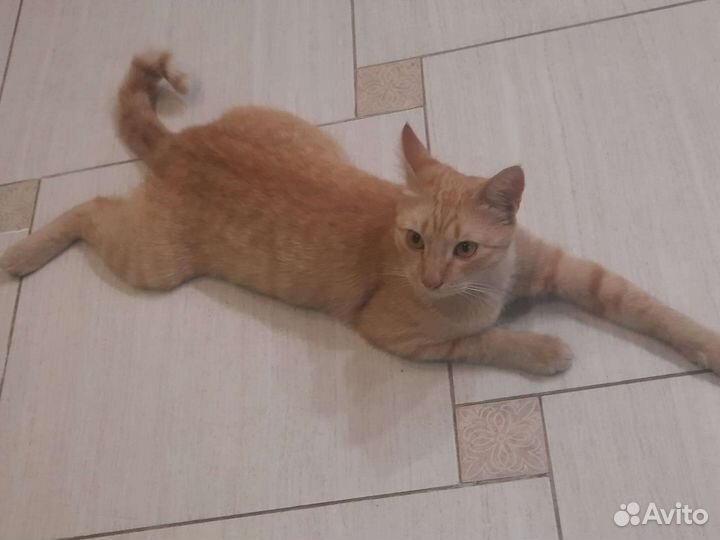 Кошка в дар бесплатно