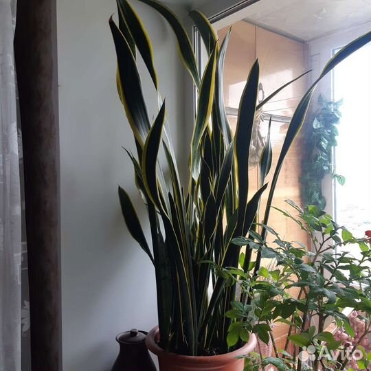 Сансевиерия