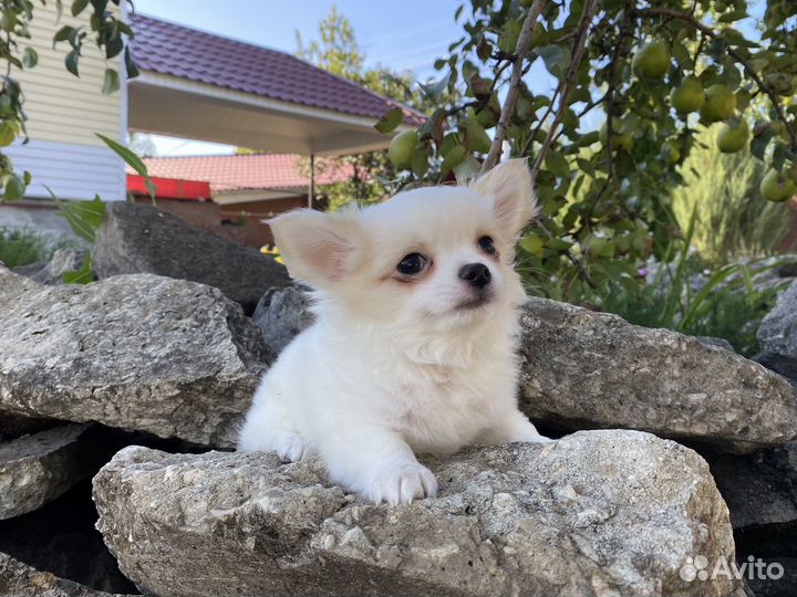 Чихуахуа мини