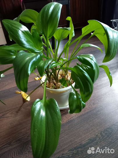 Дримиопсис пятнистый