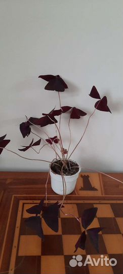 Кислица, ден. дерево