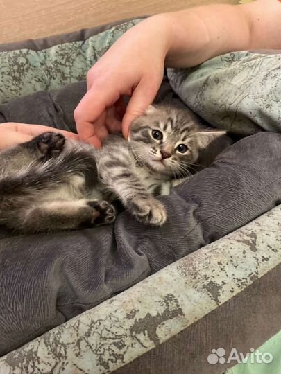 Сибирская кошка бесплатно