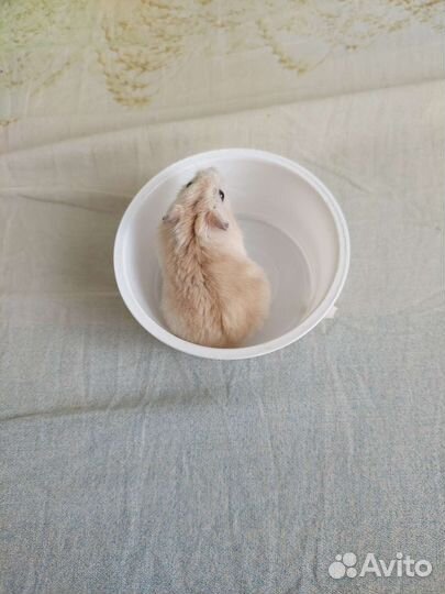 Джунгарские и сирийские хомячки