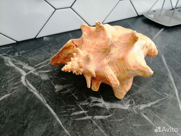 Большой рапан (ракушка)