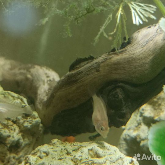 Мальки мечиносцев