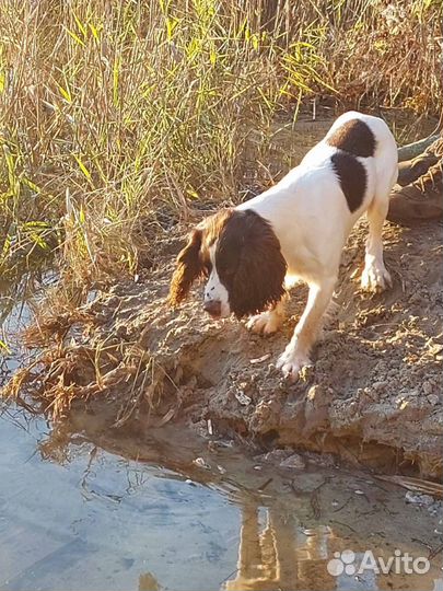 Вязка русский охотничий спаниель