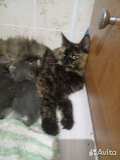 4 кошечки хотят попасть в ваш дом