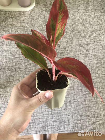 Аглаонема Крит