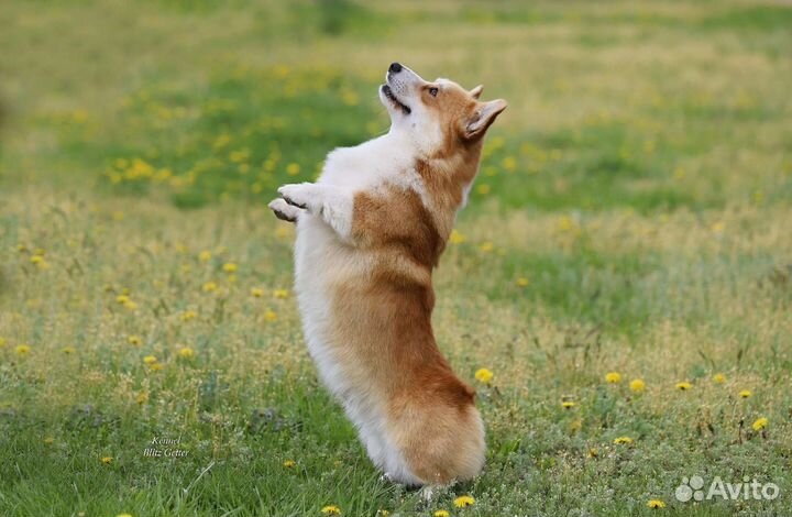 Малыши корги