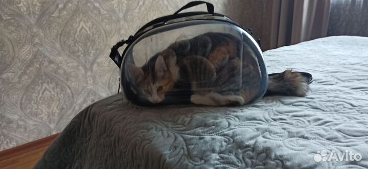 Переноска для кошек