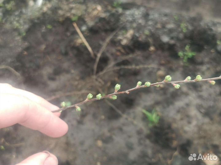 Спирея белая многолетка