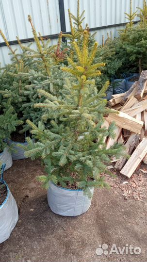 Саженцы ель голубая