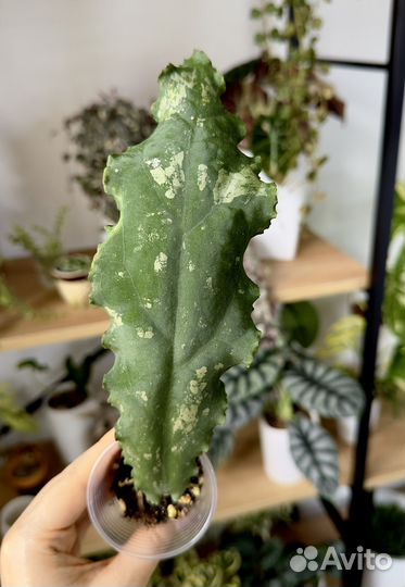 Хойя Ундулата