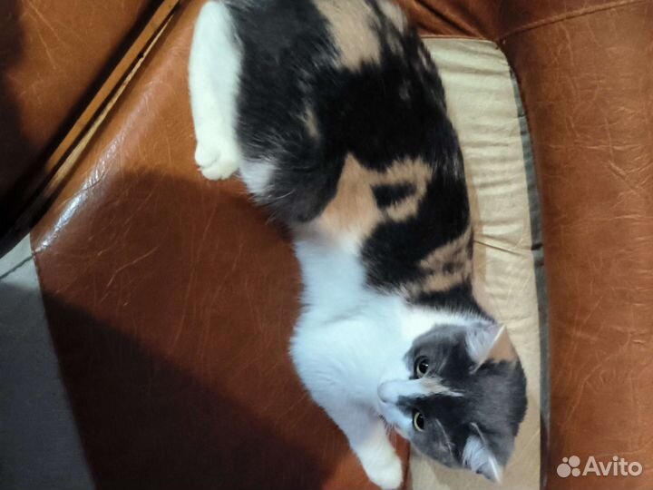 Кошки в добрые руки бесплатно