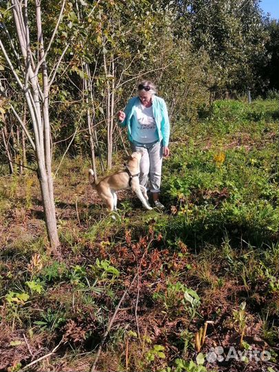 Собака в добрые руки