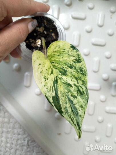 Растения по 300