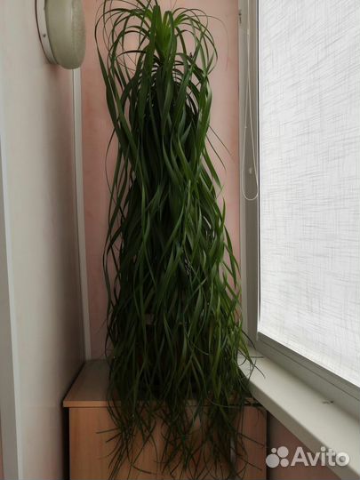 Комнатные растения цветы большие