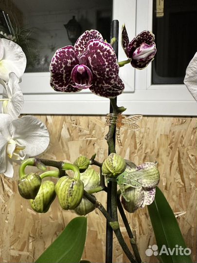 Орхидея фаленопсис
