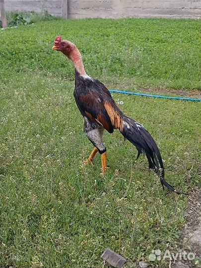 Бойцовая птица