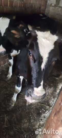 Телка и бычок