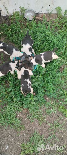 Русская пегая гончая