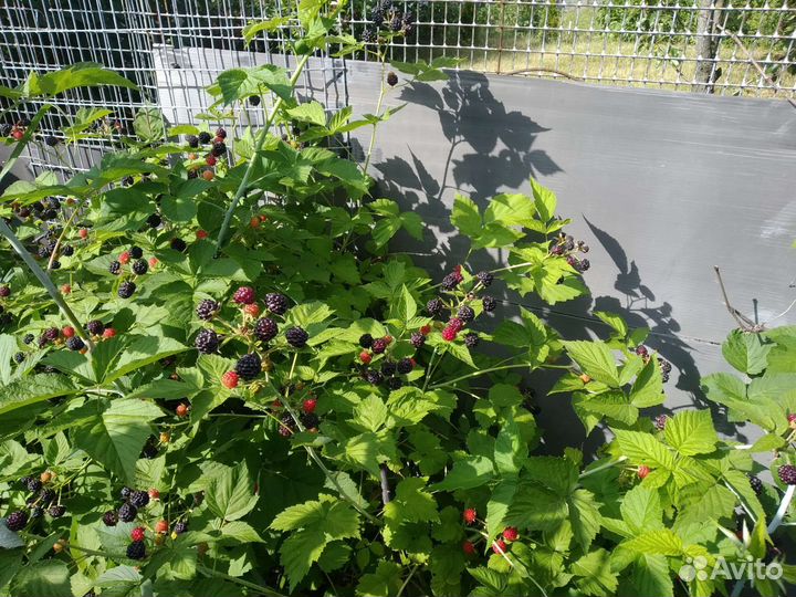 Малина Куберлен,бесшипая Ежевика блек Сатин