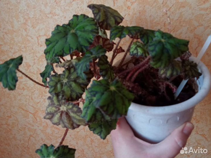 Комнатные растения