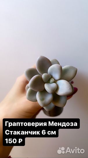 Детки суккулентов