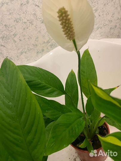 Комнатные цветы