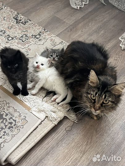 Котята мейн-кун