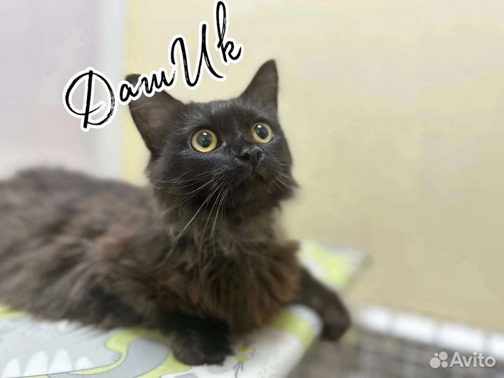 Молодой кот