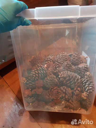 Шишки разные