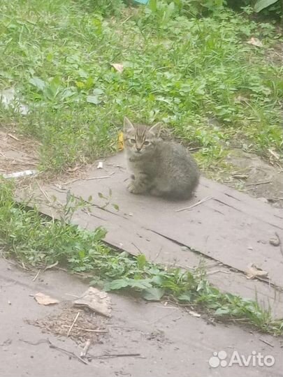 Отдам котят