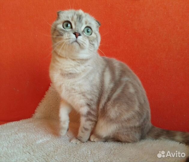 Шотландская роскошь